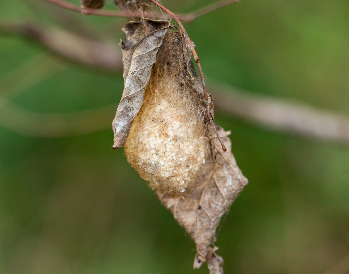 cocoon-Polyphemus-moth-Antheraea-polyphemus.webp cocoon of a Polyphemus moth