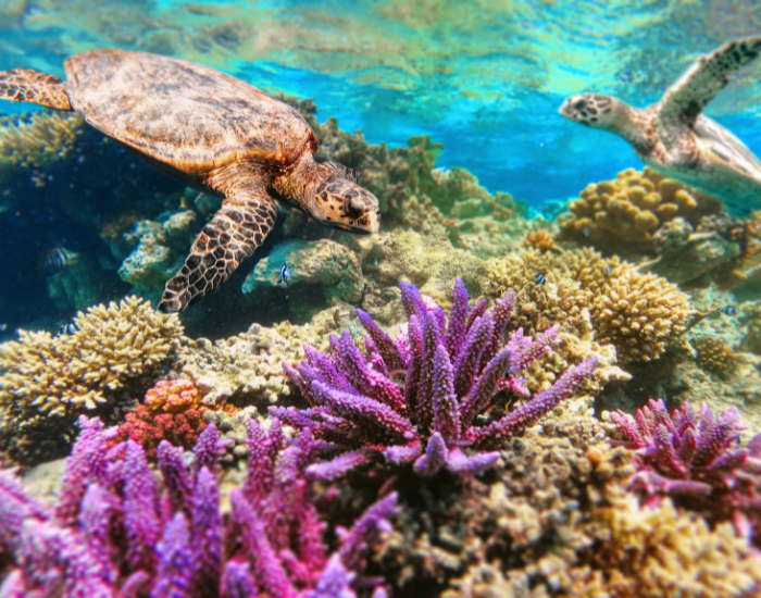 coral-reef.webp coral reef with couple of sea turtles