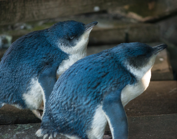 couple-of-blue-penguins.webp two blue penguins