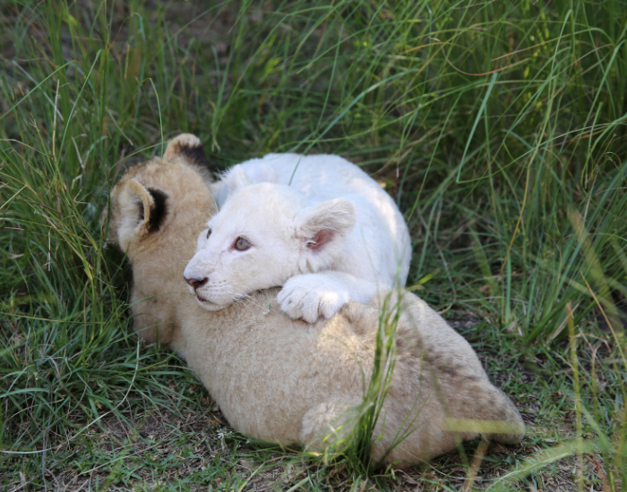 cubs-white-lion.webp baby cubs white lion over grass