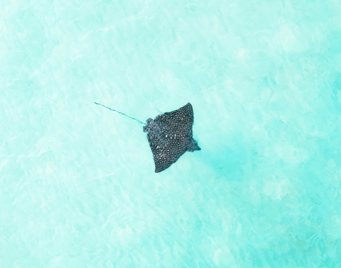 drone-Spotted-Eagle-Ray.webp drone photo of a spotted eagle ray swimming in shallow water