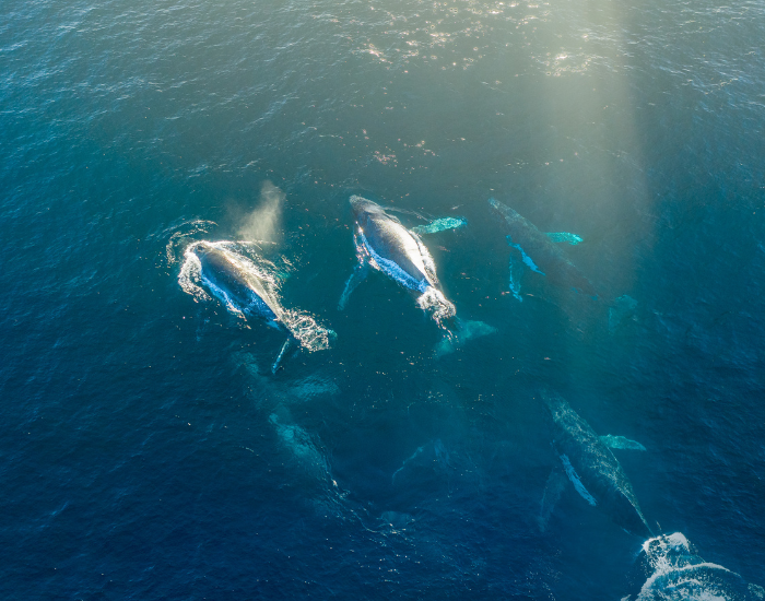 drone photo of humpback whales swimming
