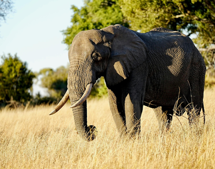elephant in the wild