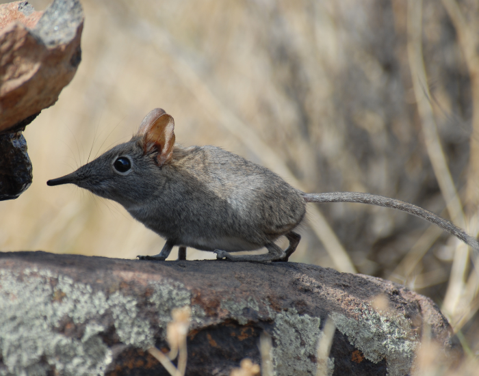 elephant shrew on a rock in the wild