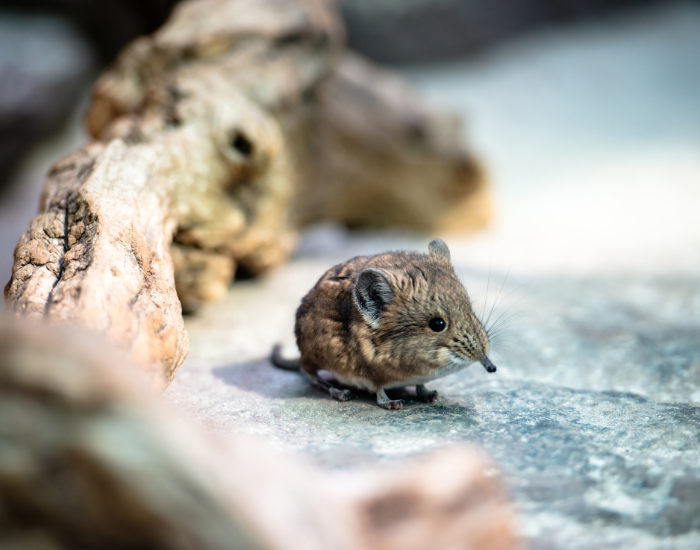 elephant-shrew-4.webp elephant shrew in the wild