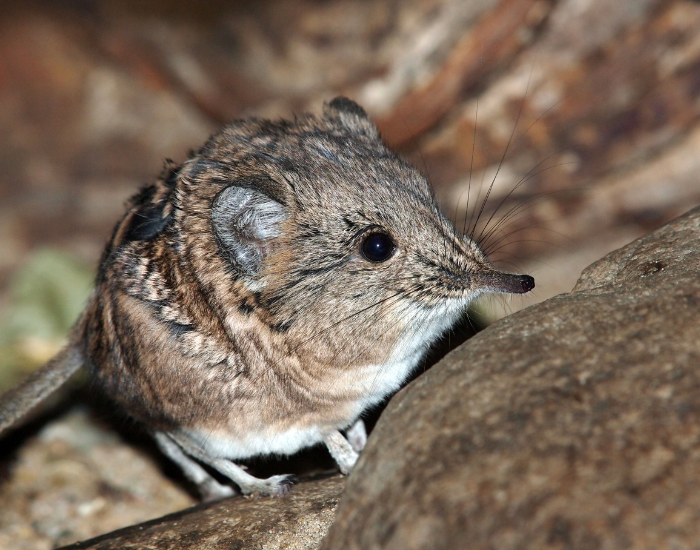 elephant-shrew.webp elephant shrew in the wild within rock