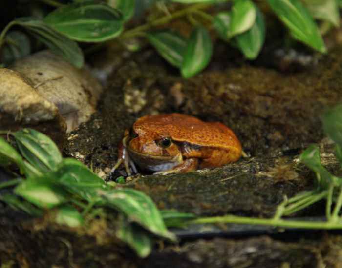 tomato frog on a wet hole