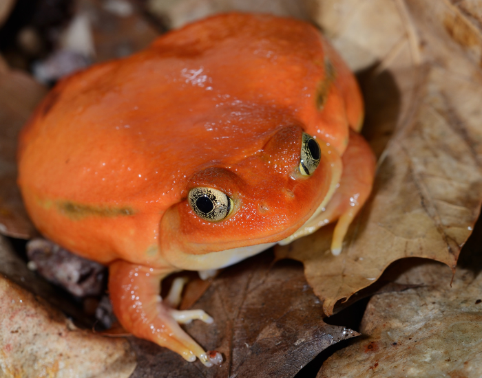 tomato frog on the ground