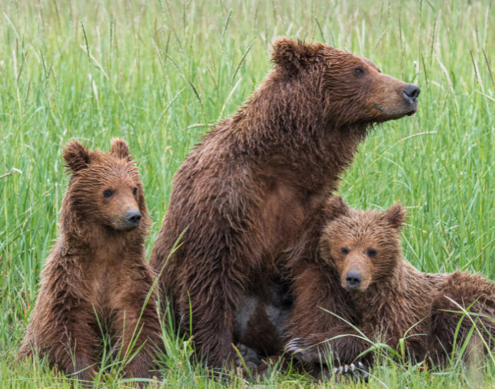 family-grizzly-bear.webp grizzly bear family in the wild