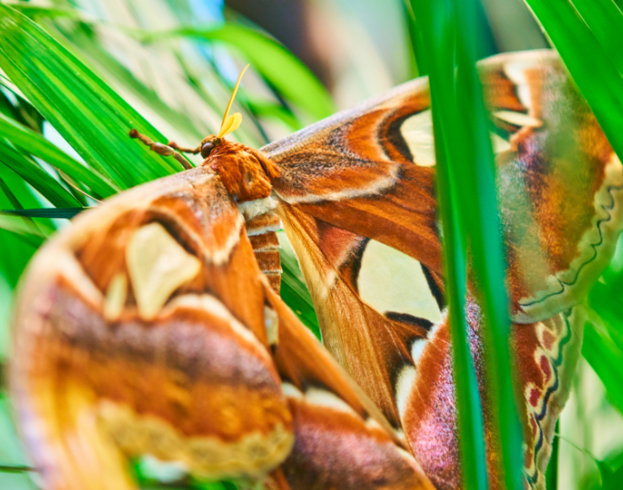 femalem-Polyphemus-moth-Antheraea-polyphemus-2.webp female Polyphemus moth on the ground