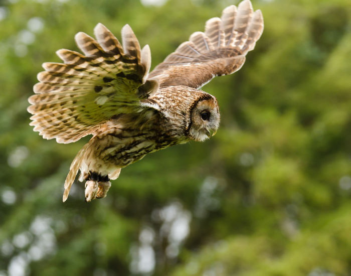 Tawny owl flying in a forest