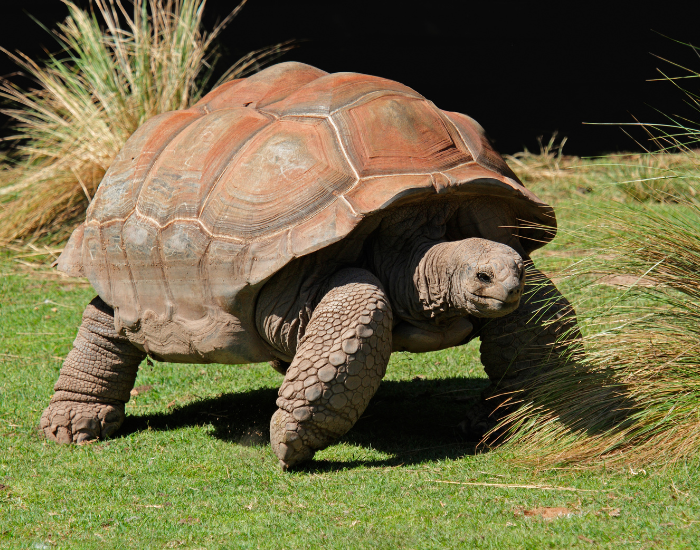 Galápagos tortoise on an Ecuador wildlife tour