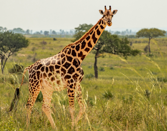 giraffe walking in the wild in africa