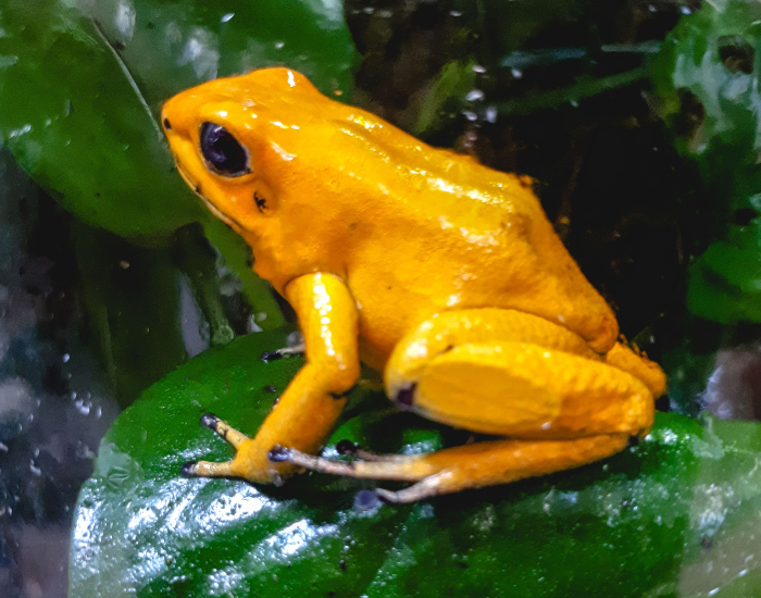 close up of a golden poison frog laying on a green humid leaf