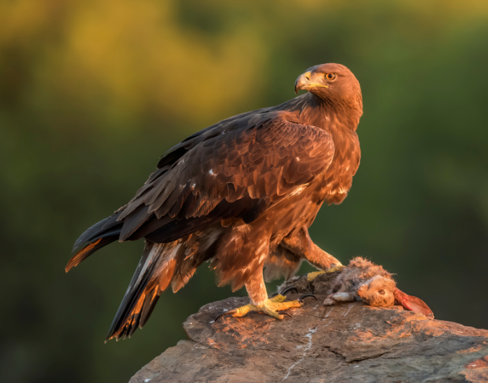Golden eagle on a Mexico wildlife tour