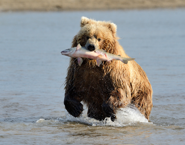 grizzly-bear-2.webp grizzly bear running on a river with a fish. in its mouth