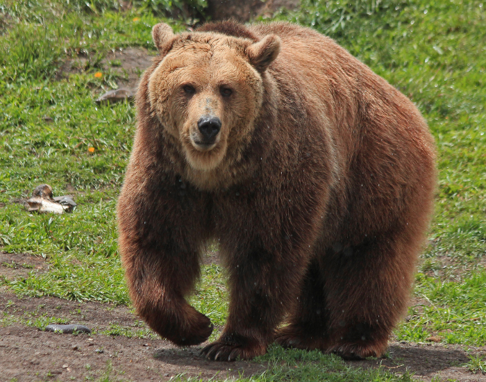 grizzly-bear-3.webp frizzly bear walking