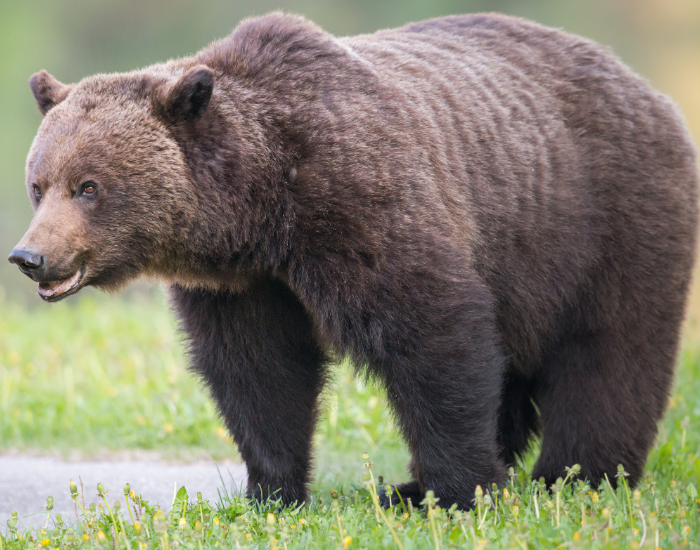 grizzly-bear-standing.webp grizzly bear standing over grass