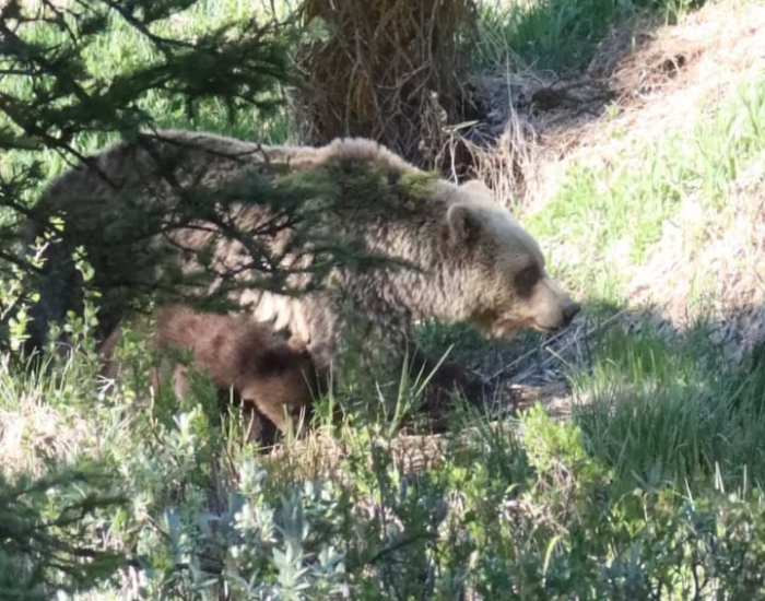 grizzly-bear-5.webp grizzly bear mom and cub in the forest