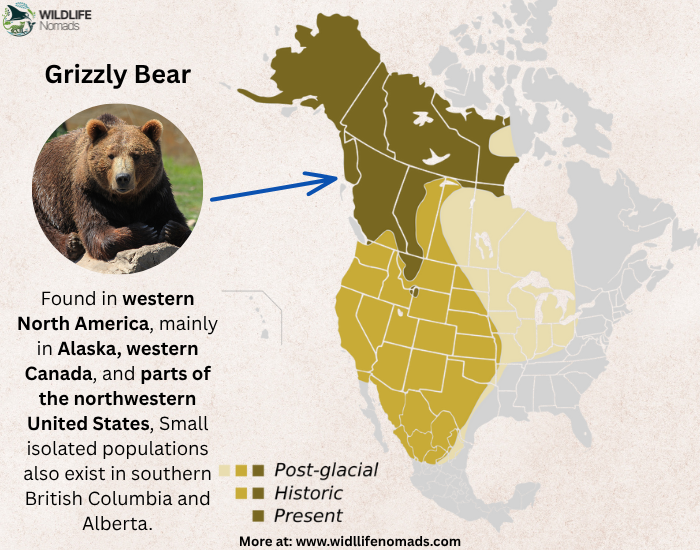 grizzly-bear-distribution.webp grizzly bear distribution map