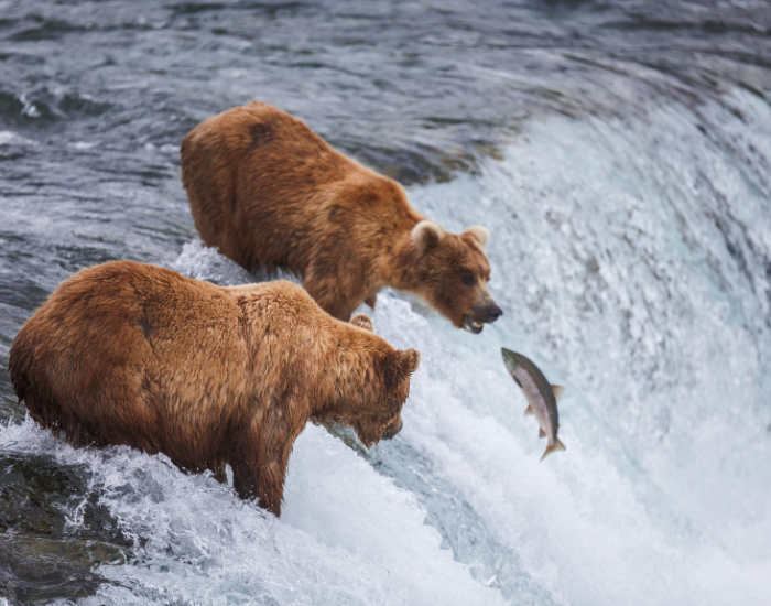 grizzly-bear.webp two grizzly bears in a river fishing salmon