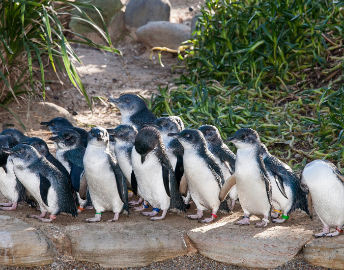 group-of-blue-penguins.webp Group of little penguins