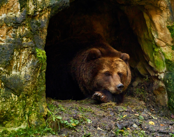 hibernation-grizzly-bear.webp Grizzly bear inside a cave