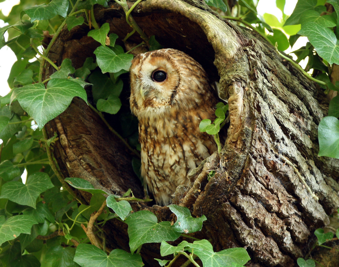 TAWNY owl inside a tree cavity in the wild