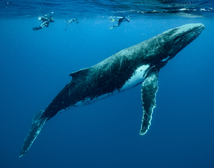 humpback whale underwater swimming and two scuba divers near by