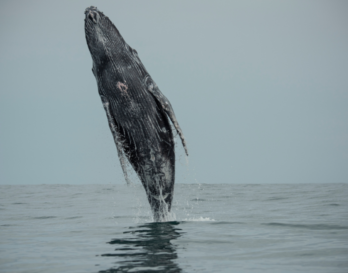 humpback whale breaching