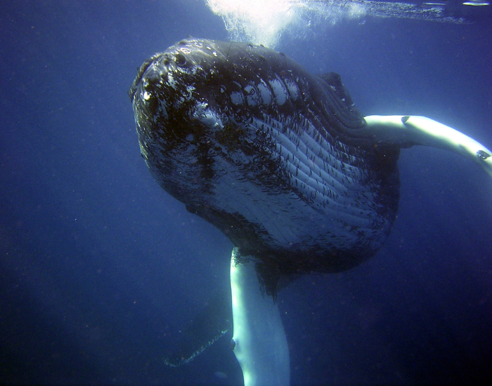 close up of a humpback whale