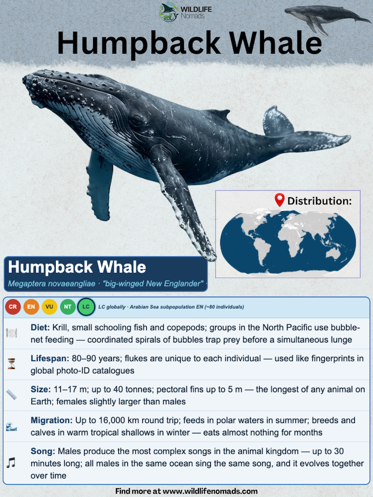 Humpback Whale species profile