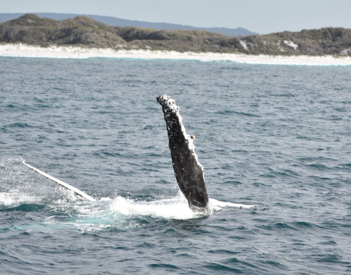 humpback whale fin coming out of the water in western ustralia