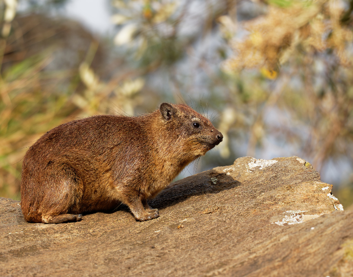 hyrax on a rock walking