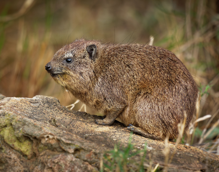 Hyrax in its habitat standong over a rock