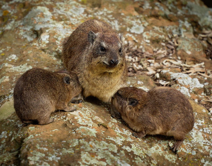 group of hyraxes in the wild