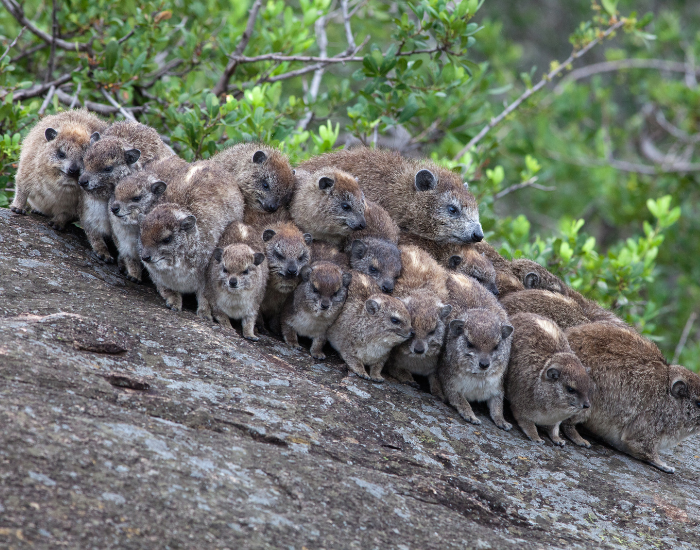 harem of hyraxes on a rock in the wild