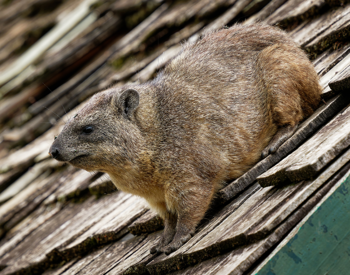 hyrax on top of a roof