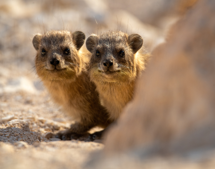 two hyraxes behind a rock
