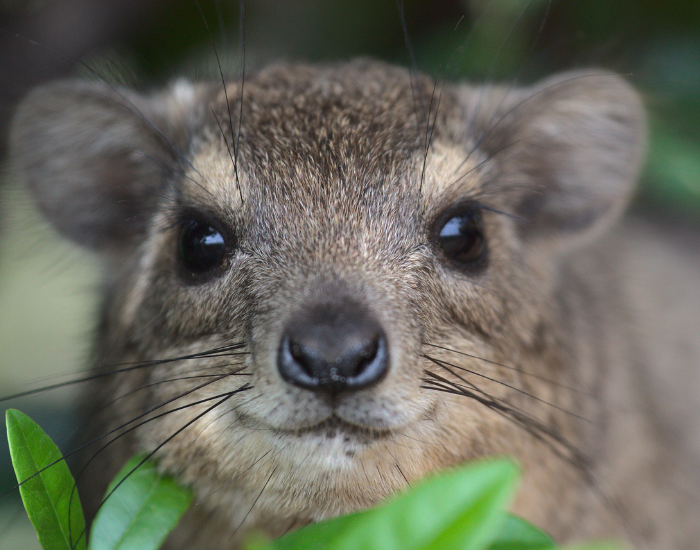 close up of a hyrax