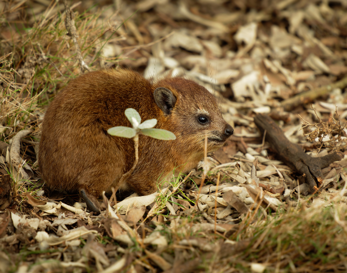 hyrax in the wild laying on the ground