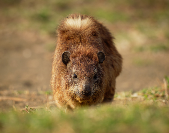 hyrax in the wild walking