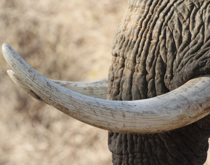 ivory-tusk.webp close up of an elephant tusk in the wild