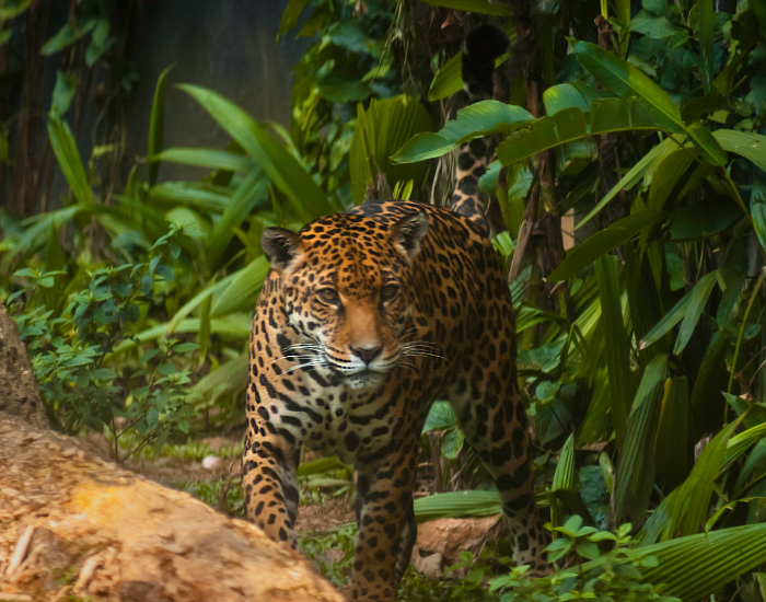 jaguar walking in the wild in the jungle