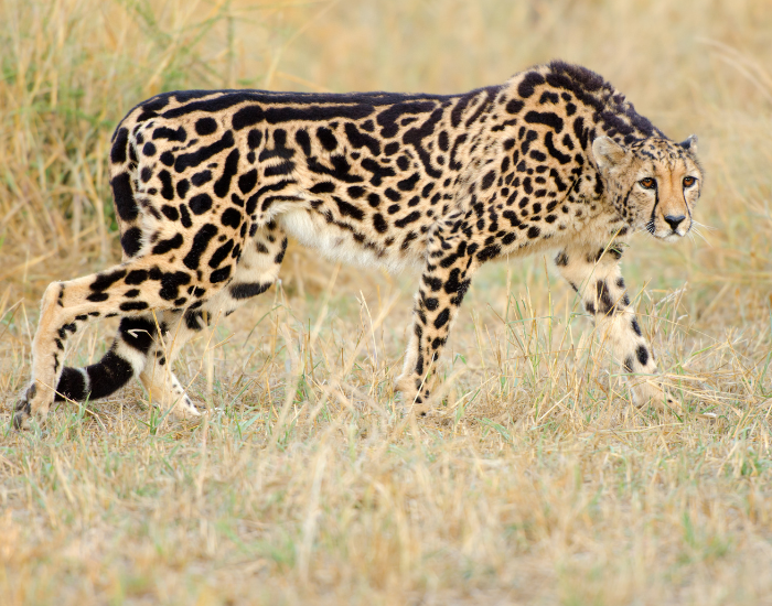 king-cheetah-walking.webp King cheetah walking