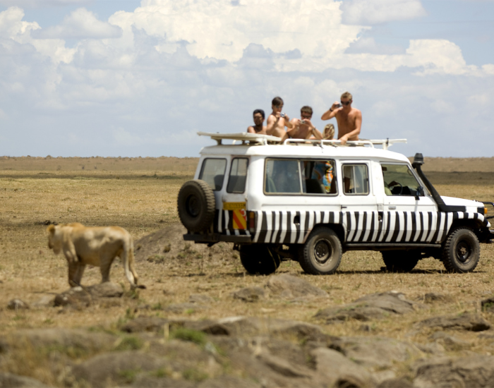 lions-masai-2.webp safari bus in the wild and a lion walking near by