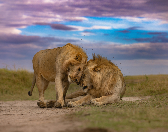Lions on a South Africa Big Five wildlife safari