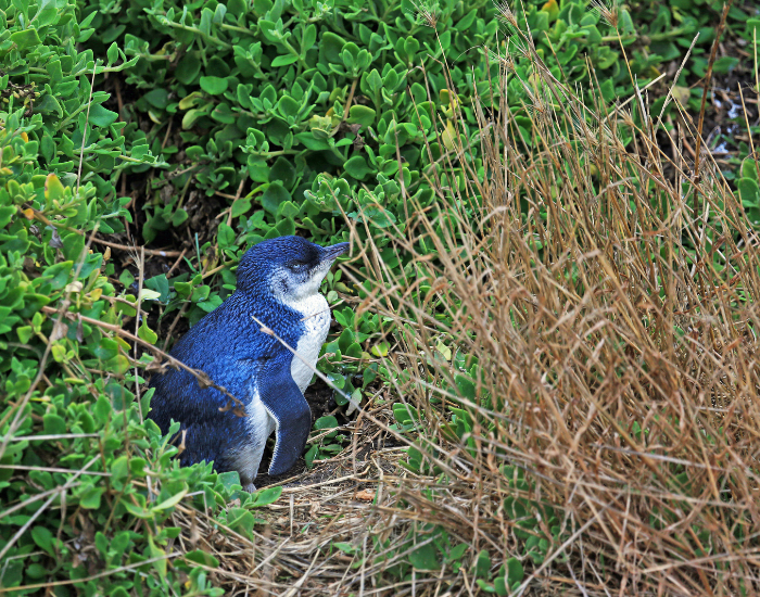 little-blue-penguin-grass.webp little blue penguin walking grass