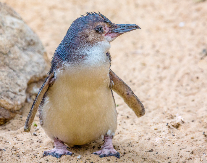 little-blue-penguin.webp little penguin close up