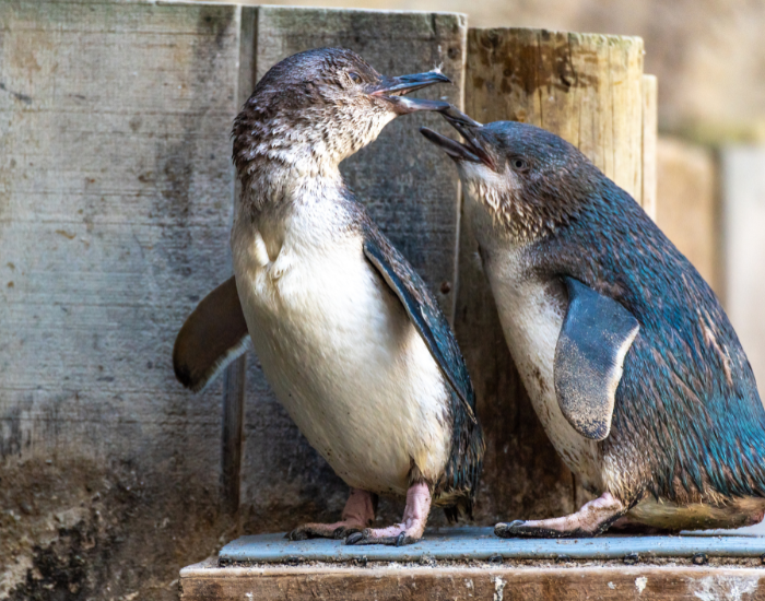 little-penguin-1.webp two little penguins